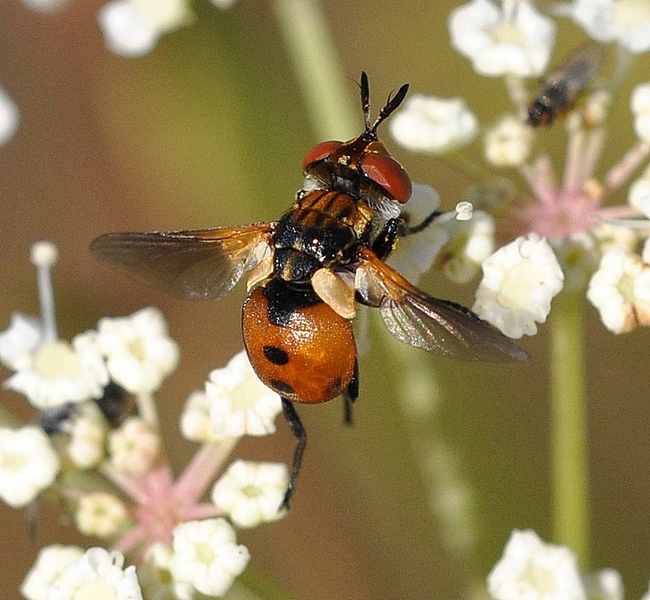 Gymnosoma